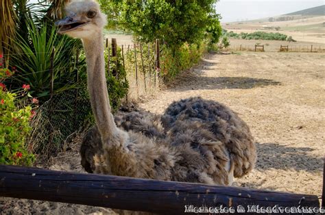 Memories And Misadventures Ostrich Farm And Blouberg Strand