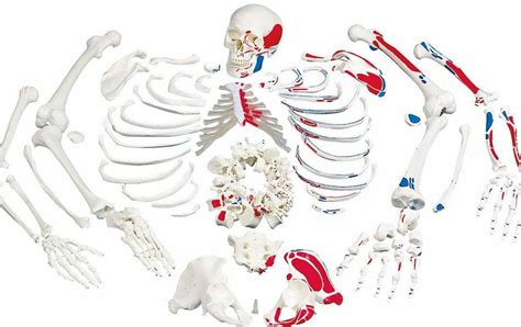 Disarticulated Human Skeleton Painted To Show Muscles Origins And