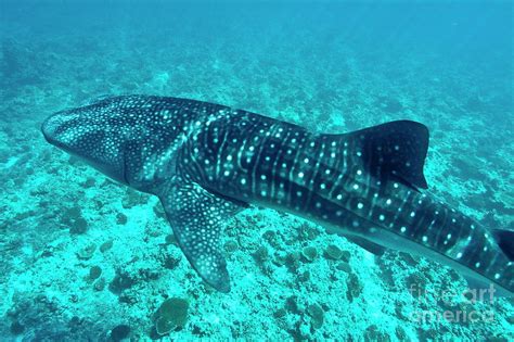 Spotted Whale Shark Photograph By Sami Sarkis