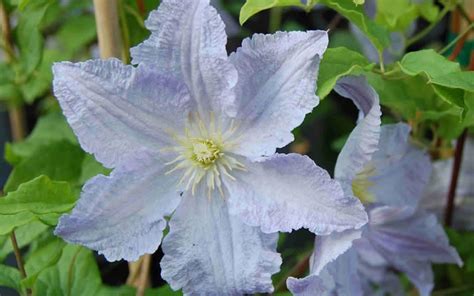 In a nice pastel blue. Buy Blue Angel Clematis - 1 Gallon - With Trellis ...