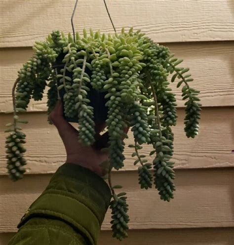 String Of Donkey Tails Hanging Succulents Garden Decor Etsy