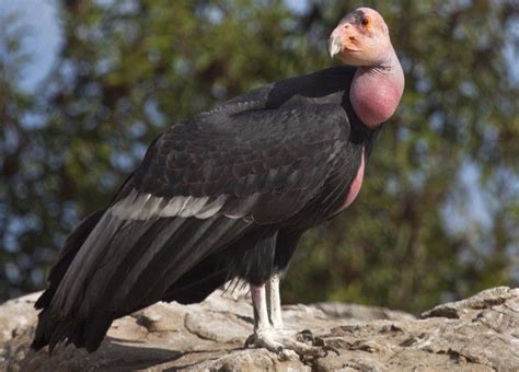 California Condor Facts Size Wingspan Habitat Diet Pictures