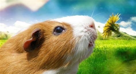 Hamster Animal Facts Pictures With Habitat And Types