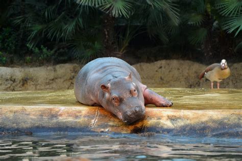 Cincinnati Zoo Welcomes Baby Hippopotamus Sibling To The Famous Fiona