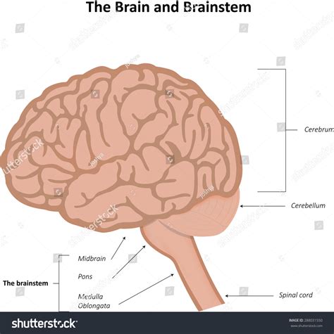 455 Brainstem And Spinal Cord Images Stock Photos And Vectors Shutterstock