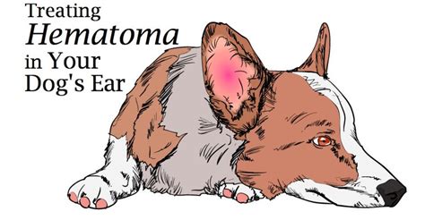 Hematoma Swollen Dog Ear Flap And How To Treat It Pethelpful By