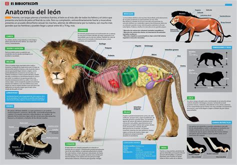 Infografia Anatomia Del Leon Infografia De Animales Medicina Para