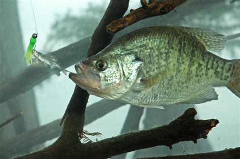 Crappie Fishing Tips From The Masters Great Days Outdoors