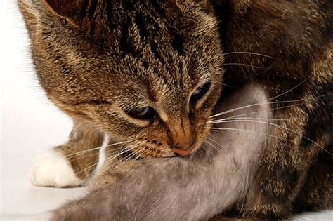 27 Hq Photos Miliary Dermatitis Cat Treatment Atopic Dermatitis Mar