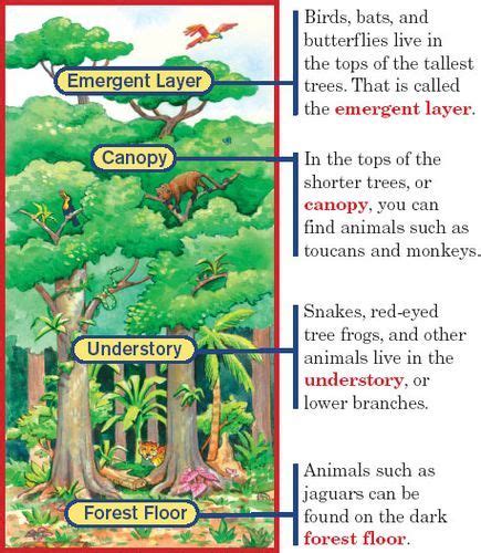 The trees are so densely packed that rain can take 10 minutes to reach the ground after hitting the canopy. Layers of the rainforest diagram | Rainforest activities ...
