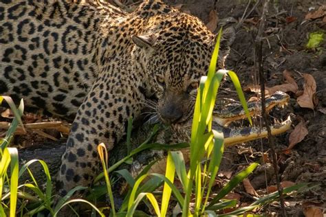 Do Jaguars Eat Crocodiles Heres What They Do