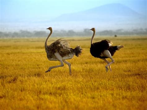How Fast Can An Ostrich Run Everything Explained Birdfact