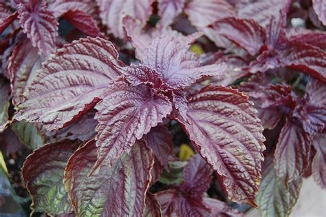 Perilla Frutescens Beefsteak Plant Perilla Shiso North Carolina