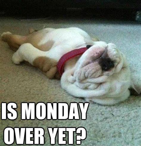 Is Monday Over Yet Pictures Photos And Images For