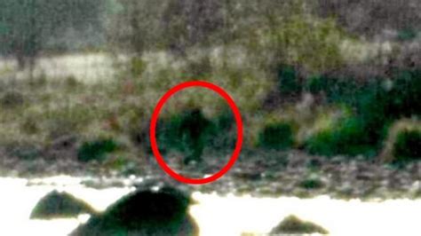 Paranormal Expert Proves Bigfoot Exists With These Blurry Photos