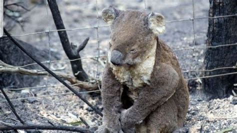 Petition · Stop Deforestation Now And Save The Koalas From Extinction