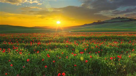 Landscape With Poppies In Val Dorcia At Sunset Tuscany Italy