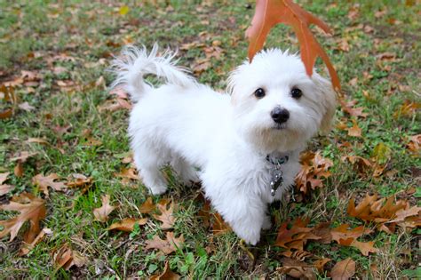 Download and use 20,000+ dog and cat stock photos for free. dogs - Collective Vision | Photoblog for the Austin ...