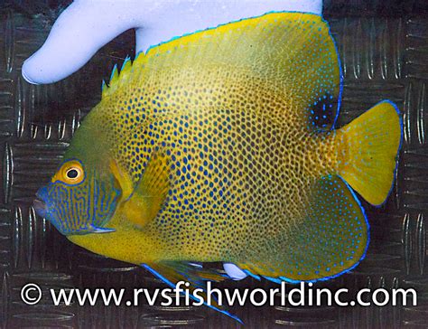 Hybrid Blueface X Sixbar Angelfish Collected By Rvs Fishworld Reef