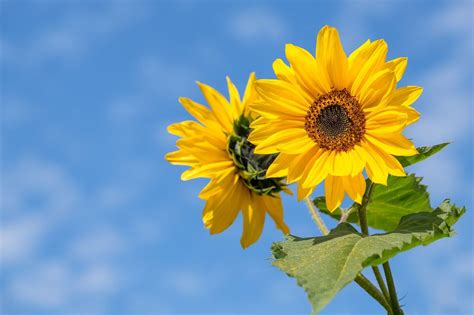 Free Image on Pixabay - Sunflower, Flower, Summer, Blossom in 2020 ...
