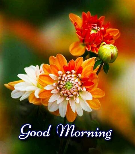 Beautiful good morning flower image free download. Good Morning Images For Whatsapp, Free Download HD ...