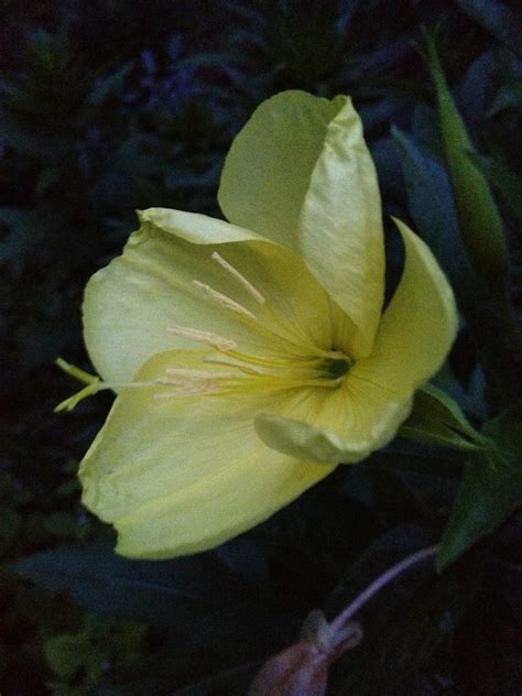 Halcyon Days Night Blooming Evening Primrose