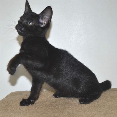 It is frustrating at times because some breeders promise huge cats as sales techniques. F6 Savannah Kittens for Sale Amanukatz Savannah Cats Ohio ...