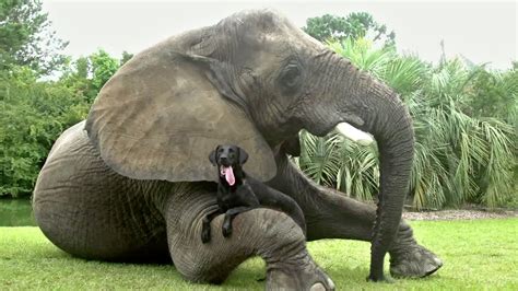 Animals Friendship Unlikely Animal Friends Elephant