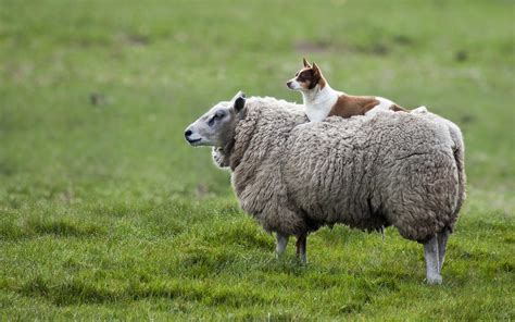 Wir bieten ihnen, hintergrundbilder herunterladen sharpay, hund, süße kleine hund aus einer reihe von kategorien tiere die für die auflösung des monitors sie kostenlos und ohne anmeldung. HD Tiere hintergrundbilder | HD Hintergrundbilder