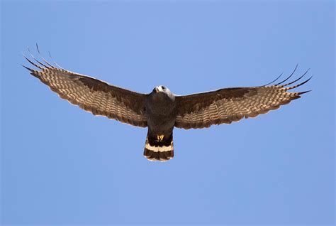 Zone Tailed Hawk ⋆ Tucson Audubon