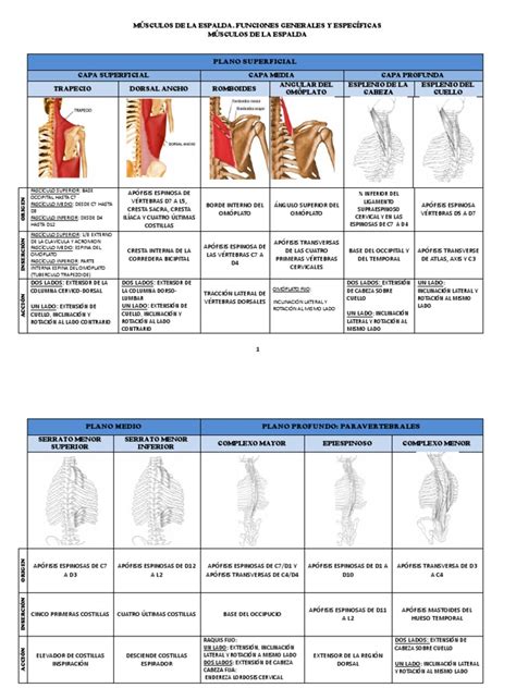 MÚsculos De La Espalda Musculoskeletal System Skeletal System