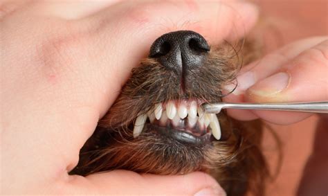 The best natural tips to clean your teeth. 3 Simple Ways To Keep Your Yorkie's Teeth Clean | Teeth ...