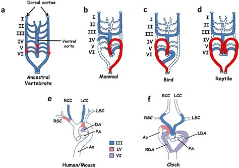JCDD | Free Full-Text | Left Right Patterning, Evolution and Cardiac