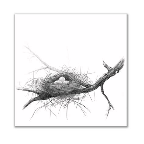 Charcoal Drawing Birds Nest On Tree Branch Print Of Original Black