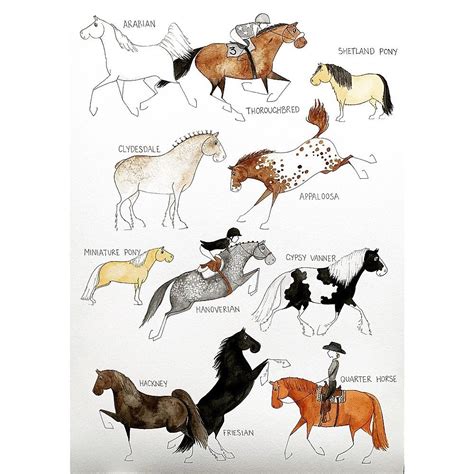 Horse Breeds Horse Breeds Horses Prints
