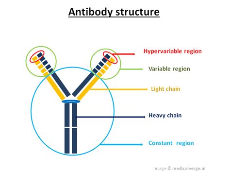 Antibody Structure Types And Applications Medicalverge