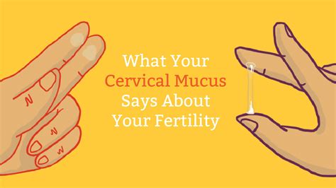 Cervical Mucus Chart Know When You Re Fertile Cervical Mucus