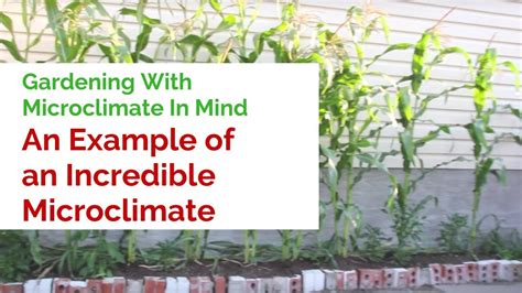 How To Create A Microclimate In Your Garden Fasci Garden