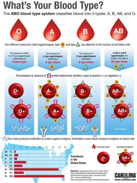 Inheritance of abo blood groups illustrates multiple allelism. What's Your Blood Type? Infographic from Carolina about ...