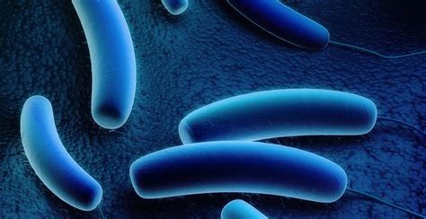Legionella pneumophila is a gram negative, strictly aerobic bacterium of the. La Legionella y la importancia de su prevención. Saludalia.com