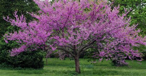 Purple Flowering Trees In Indiana A Redbud Tree Or Not A Redbud