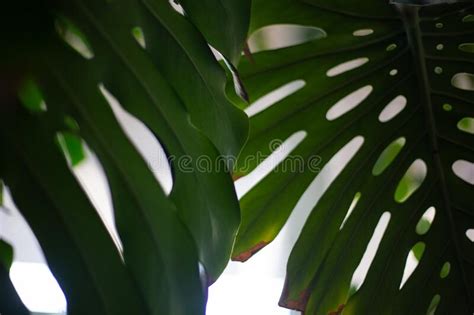 Monstera Green Leaves Or Monstera Deliciosa Background Or Green Leafy