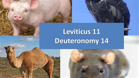 Top 112 List Of Animals Mentioned In The Bible
