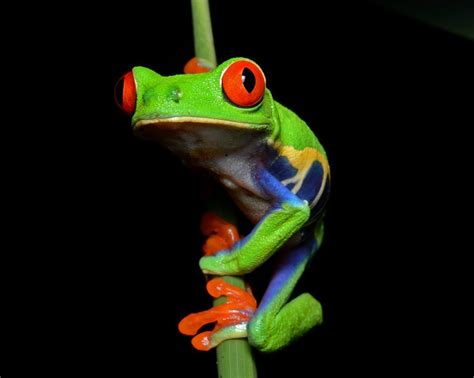 Pin By Kyoung Lee On Earth Red Eyed Tree Frog Tree Frogs Animals