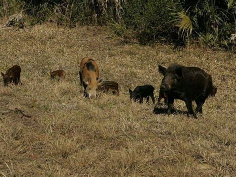 Texas Judge Says No To Poisoning Wild Pigs Downtown Austin Tx Patch