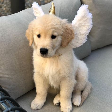 Unicorn 🦄😍 Golden Retriever Puppy Cute Little Puppies Cute Dogs And