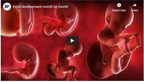 Start studying fetal growth chart. Baby Development Month By Month (VIDEO) :: American ...