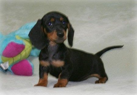 Dachshund puppies for sale and dogs for adoption in michigan, mi. Miniature Dachshund Puppies For Sale | Beaverton, MI #268541
