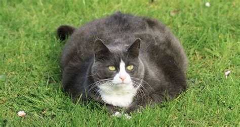 Top 18 Fat Kitty Cat