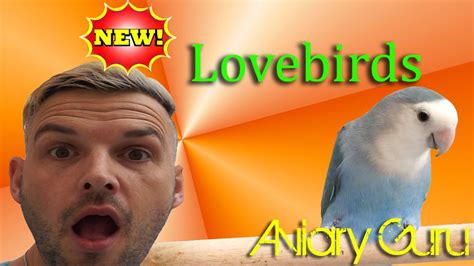 Pet Lovebirds Love Bird Care 2017 Youtube